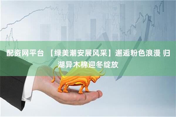 配资网平台 【绿美潮安展风采】邂逅粉色浪漫 归湖异木棉迎冬绽放